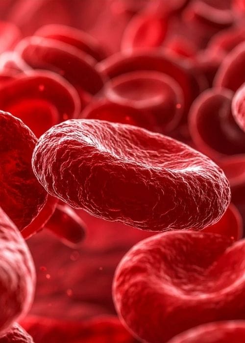 globulo rojo