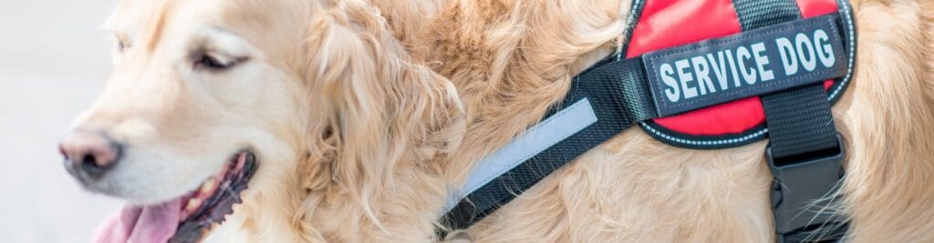 perro de asistencia en disautonomia